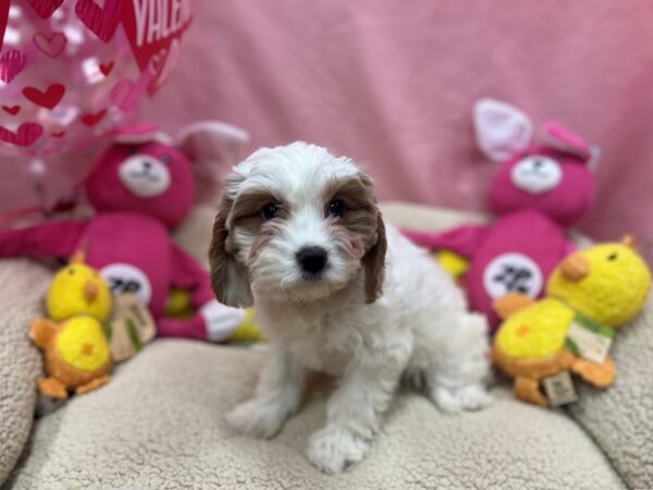 [#26153] Red and White Female Cavalier King Charles Spaniel/Poodle Puppies For Sale