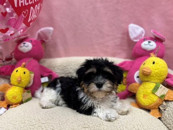 [#26161] Black and White Female Havanese Puppies For Sale