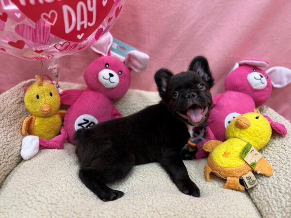 [#26159] Chocolate Male French Bulldog Puppies For Sale