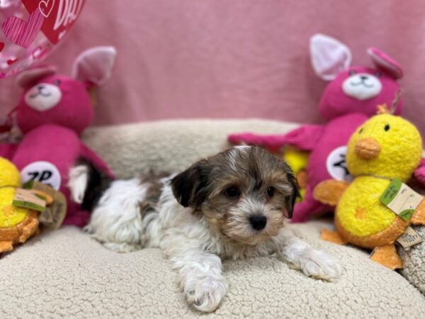 Havanese-Dog-Male-Gold Sable-26162-Petland Las Vegas, Nevada