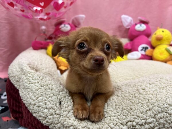 Chihuahua-Dog-Male-Chocolate Sabled Fawn-26158-Petland Las Vegas, Nevada