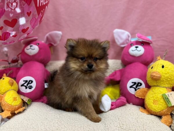 Pomeranian-Dog-Male-Sable-26154-Petland Las Vegas, Nevada