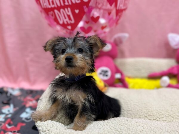 Silky Terrier Dog Male Silver Black and Tan 26152 Petland Las Vegas, Nevada