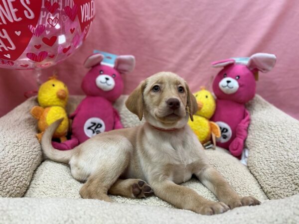 Labrador Retriever-Dog-Female-Yellow-26163-Petland Las Vegas, Nevada