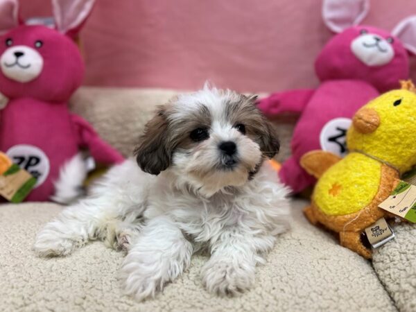 Bichon Frise/Shih Tzu Dog Male Gold / White 26168 Petland Las Vegas, Nevada