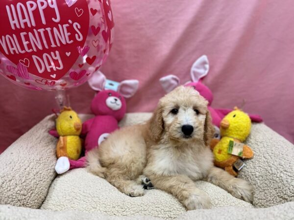 F1B Goldendoodle Dog Female Golden 26184 Petland Las Vegas, Nevada