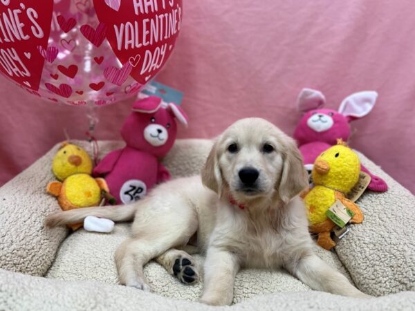 English Cream Golden Retriever Dog Female Cream 26180 Petland Las Vegas, Nevada