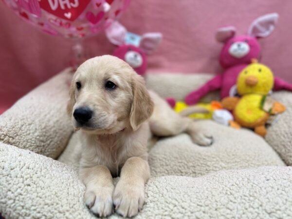 English Cream Golden Retriever Dog Female Cream 26179 Petland Las Vegas, Nevada