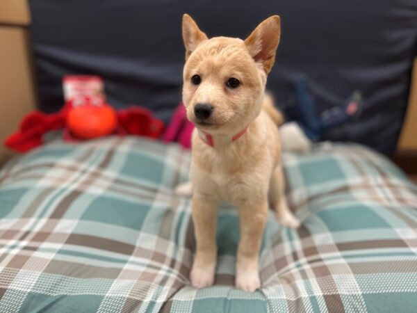 Shiba Inu Dog Female Cream 26128 Petland Las Vegas, Nevada