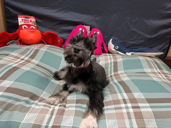 [#26126] Black and Silver Female Miniature Schnauzer Puppies For Sale