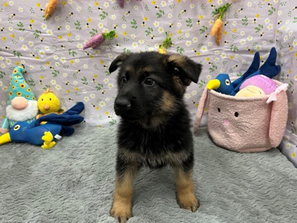 German Shepherd Dog Dog Male Black / Tan 26209 Petland Las Vegas, Nevada