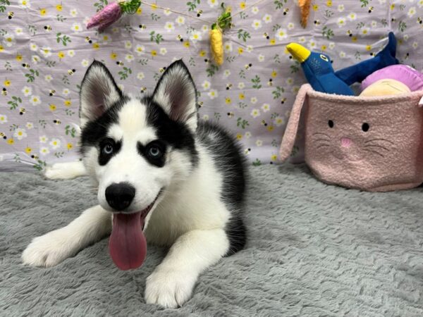 [#26188] Black and White Male Siberian Husky Puppies For Sale