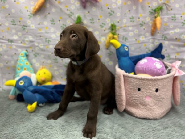 Labrador Retriever Dog Male Chocolate 26191 Petland Las Vegas, Nevada