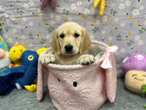 Labrador Retriever-Dog-Female-Yellow-26200-Petland Las Vegas, Nevada