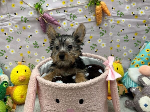 Silky Terrier-Dog-Female-Silver Black and Tan-26189-Petland Las Vegas, Nevada