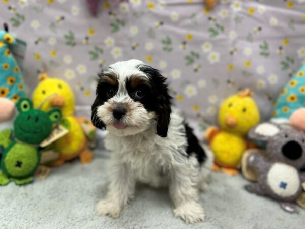 [#26187] Black and Tan Female Cavalier King Charles Spaniel/Poodle Puppies For Sale