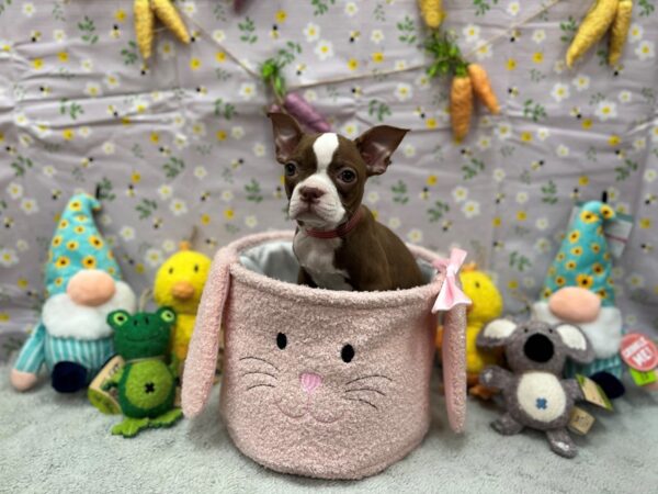 [#26198] Seal and White Female Boston Terrier Puppies For Sale