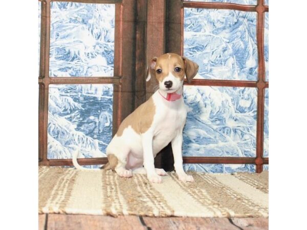 Italian Greyhound-Dog-Female-White / Fawn-26221-Petland Las Vegas, Nevada