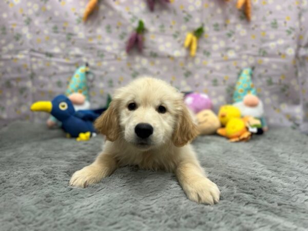 Golden Retriever-Dog-Male-Golden-26210-Petland Las Vegas, Nevada