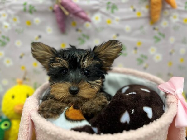 Yorkshire Terrier Dog Male Black / Tan 26207 Petland Las Vegas, Nevada