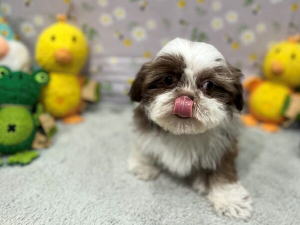 Shih Tzu Dog Female Chocolate / White 26206 Petland Las Vegas, Nevada