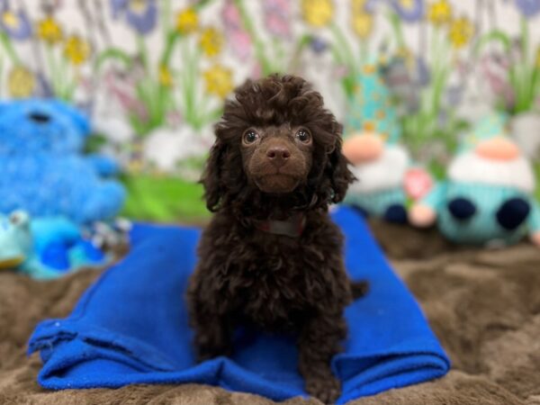 Poodle-Dog-Female-Chocolate-26223-Petland Las Vegas, Nevada