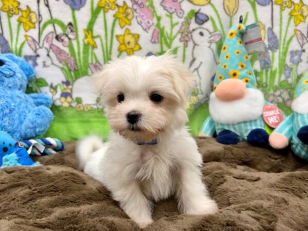 Maltese Dog Male White 26222 Petland Las Vegas, Nevada