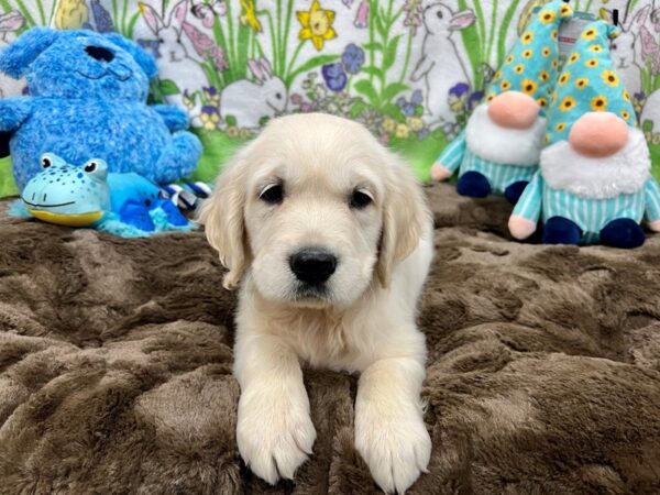 English Cream Golden Retriever-Dog-Male-CREAM-26232-Petland Las Vegas, Nevada