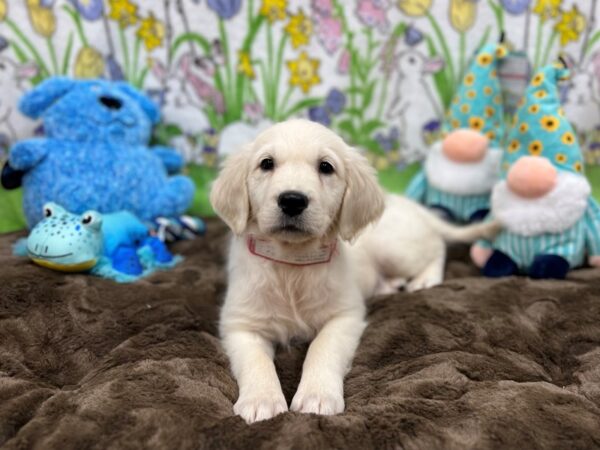 English Cream Golden Retriever-Dog-Female-CREAM-26235-Petland Las Vegas, Nevada