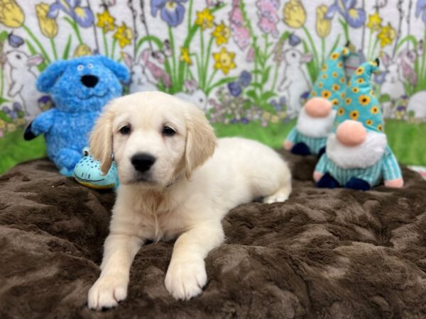 English Cream Golden Retriever Dog Male CREAM 26233 Petland Las Vegas, Nevada