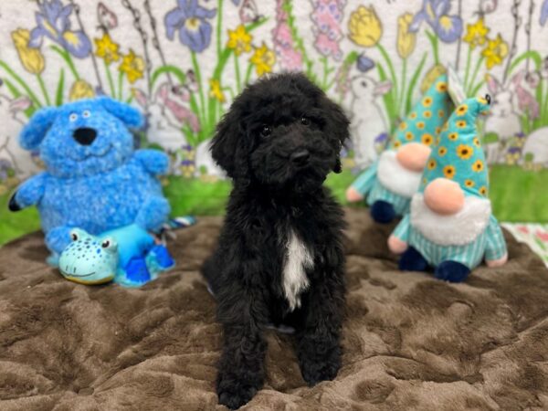 [#26231] Black Male Standard Poodle Puppies For Sale
