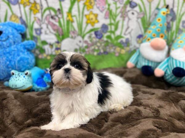 Shih Tzu-Dog-Female-Wht/Blk/Brwn-26229-Petland Las Vegas, Nevada