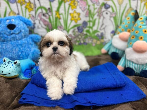 Shih Tzu-Dog-Female--26230-Petland Las Vegas, Nevada