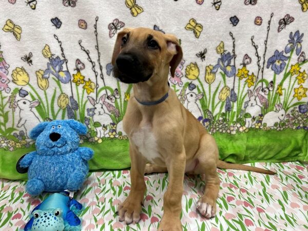 Great Dane Dog Male Fawn 26213 Petland Las Vegas, Nevada