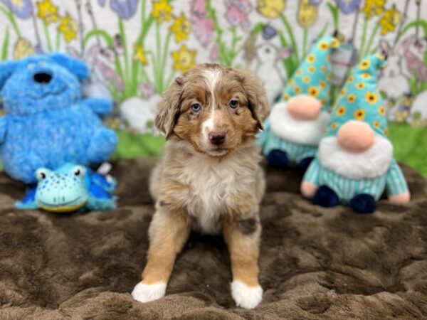 Australian Shepherd/Miniature Australian Shepherd-Dog-Female-Chocolate Merle-26220-Petland Las Vegas, Nevada