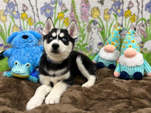 Siberian Husky Dog Male Black / White 26228 Petland Las Vegas, Nevada