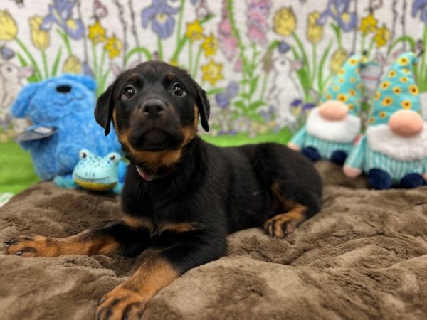 Rottweiler Dog Female Black / Rust 26227 Petland Las Vegas, Nevada