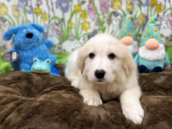 Great Pyrenees Dog Male White 26214 Petland Las Vegas, Nevada