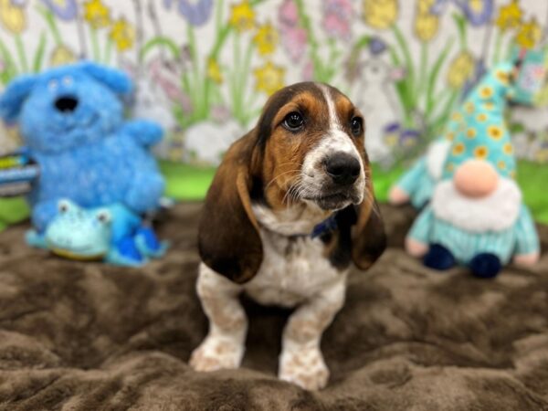 Basset Hound Dog Male Black White and Tan 26215 Petland Las Vegas, Nevada