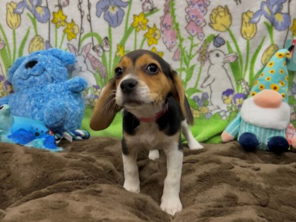 Beagle Dog Female Black White and Tan 26216 Petland Las Vegas, Nevada