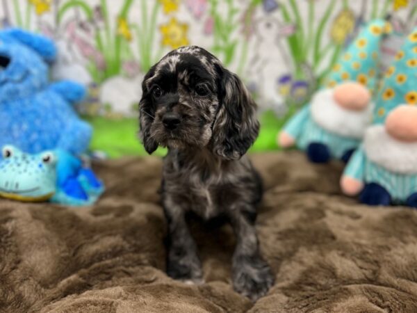 Cocker Spaniel-Dog-Female-Blue Roan-26212-Petland Las Vegas, Nevada