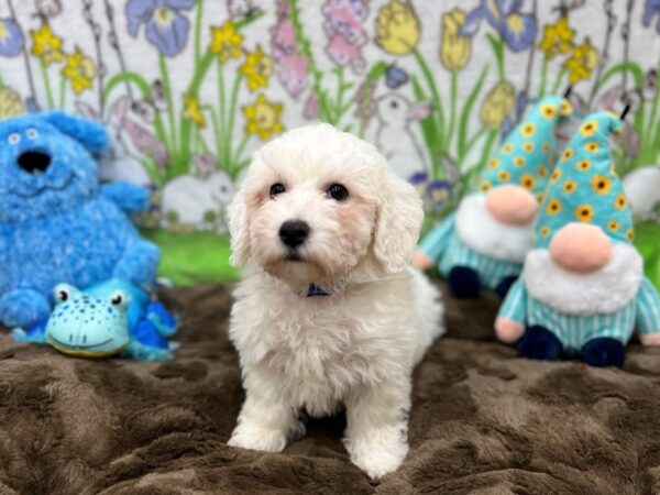 Bichon Frise Dog Male White 26218 Petland Las Vegas, Nevada