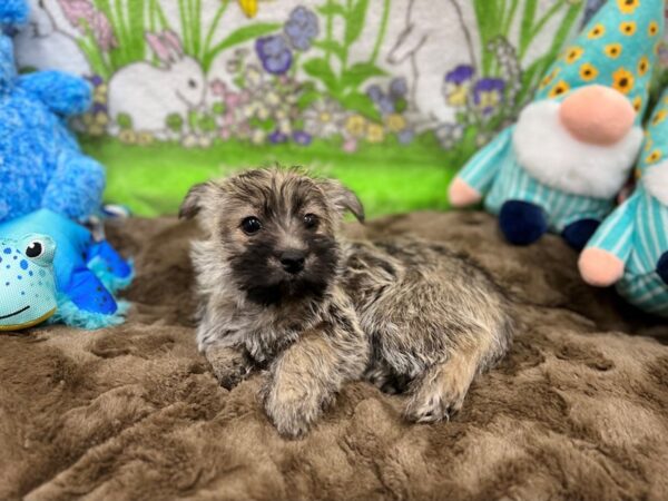 Cairn Terrier-Dog-Female-Silver Wheaten-26219-Petland Las Vegas, Nevada