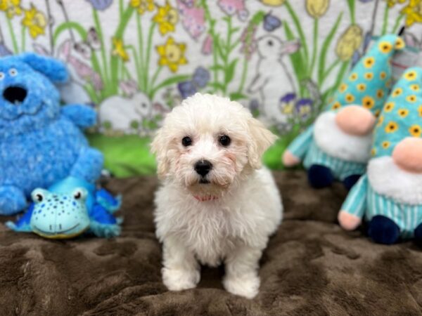 Bichon Frise Dog Female White 26217 Petland Las Vegas, Nevada