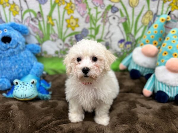 [#26217] White Female Bichon Frise Puppies For Sale
