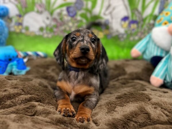 Dachshund Dog Male Black / Tan 26226 Petland Las Vegas, Nevada