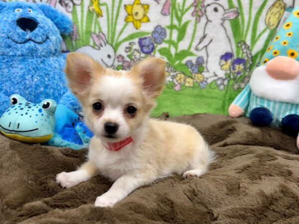 Chihuahua-Dog-Female-Fawn / White-26224-Petland Las Vegas, Nevada