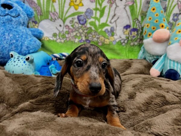 Dachshund Dog Female Black / Tan 26225 Petland Las Vegas, Nevada