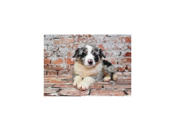 Australian Shepherd-Dog-Male-Blue Merle White and Tan-26244-Petland Las Vegas, Nevada