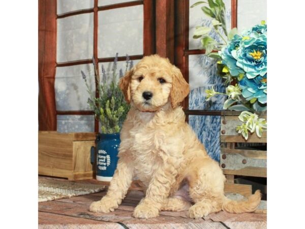 F1B Mini Goldendoodle Dog Female Golden 26247 Petland Las Vegas, Nevada